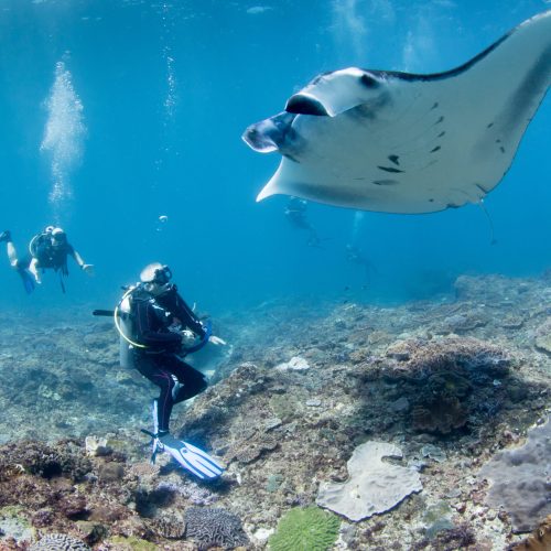 Diving Certified Nusa Penida