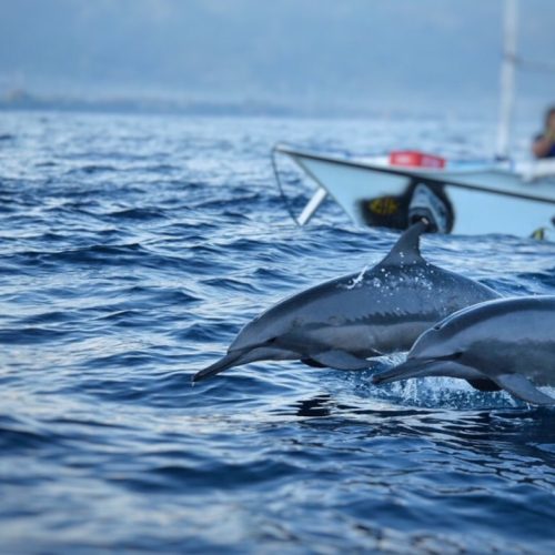 Dolphins Lovina Bali