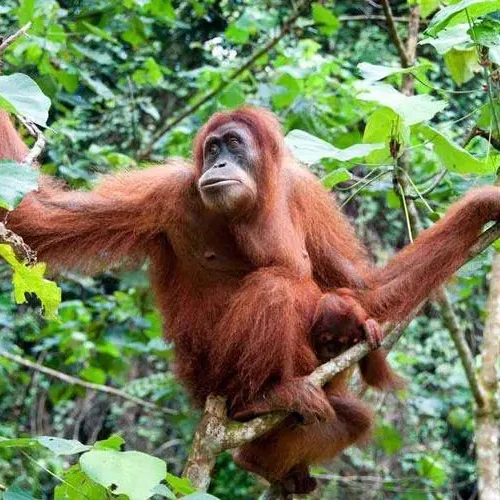 Tanjung Puting Orangutan