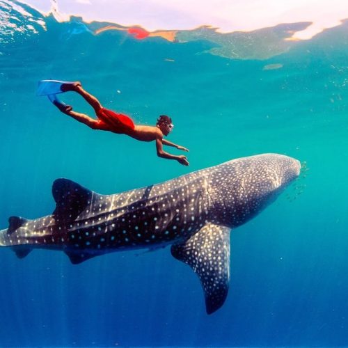 Whale Sharks Sumbawa Island